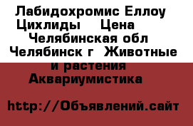 Лабидохромис Еллоу “Цихлиды“ › Цена ­ 70 - Челябинская обл., Челябинск г. Животные и растения » Аквариумистика   
